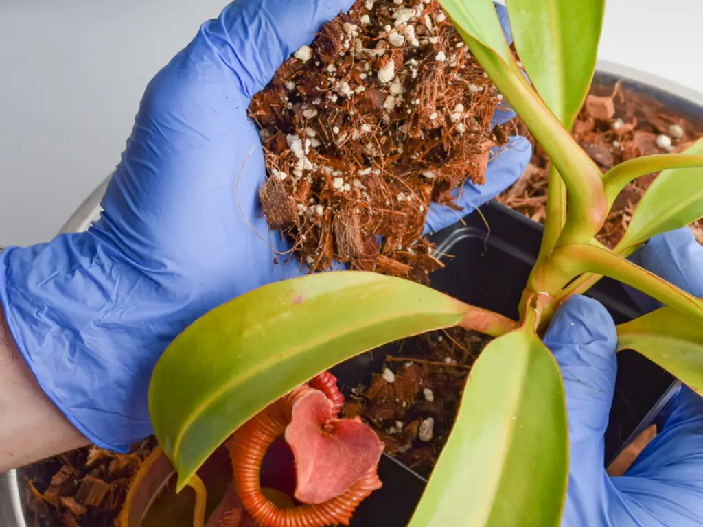 Carnivorous Plant Care - A person wearing gloves repotting a carnivorous pitcher plant into nutrient-poor soil mix.