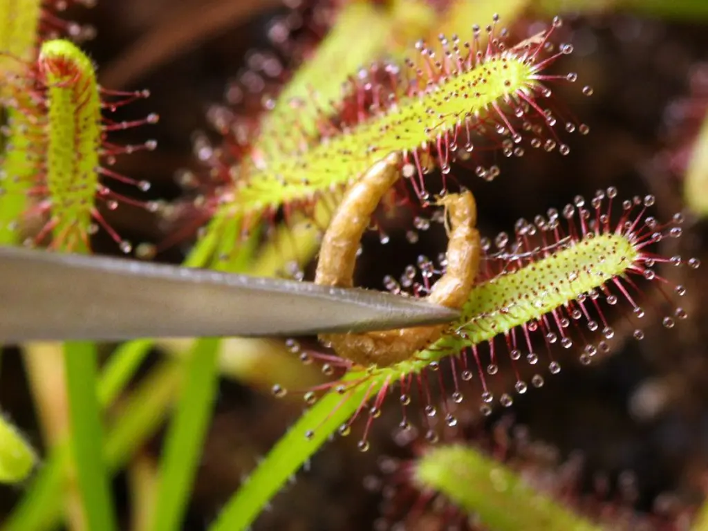 Carnivorous Plant Care - feeding carnivorous plants