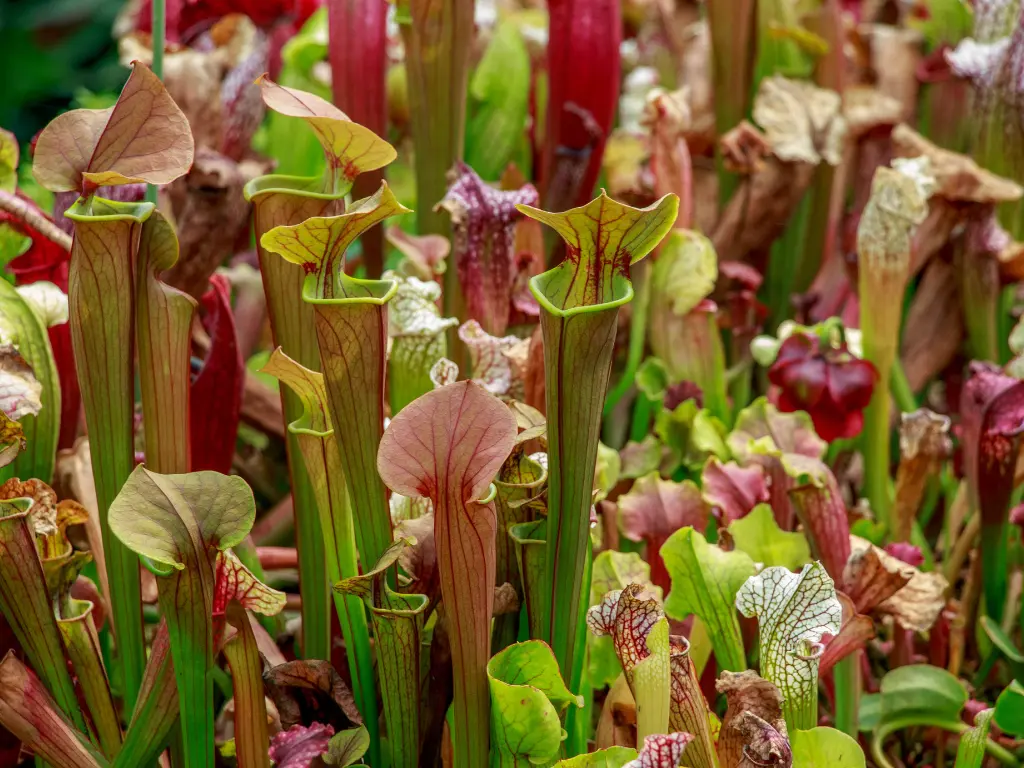 Pitcher Plants