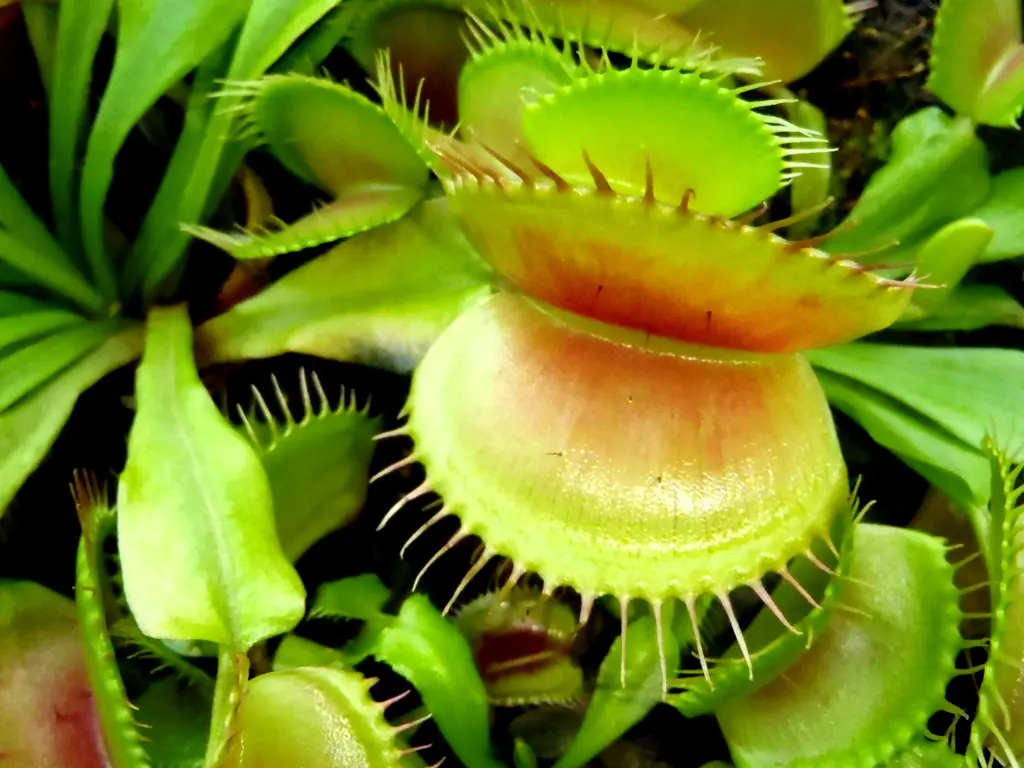 Carnivorous Plants - VENUS FLYTRAP
