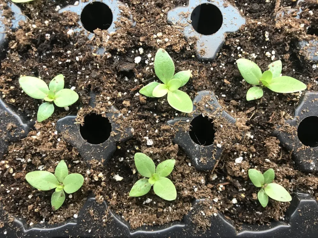 Young lisianthus seedlings growing in seed trays during early propagation stage.