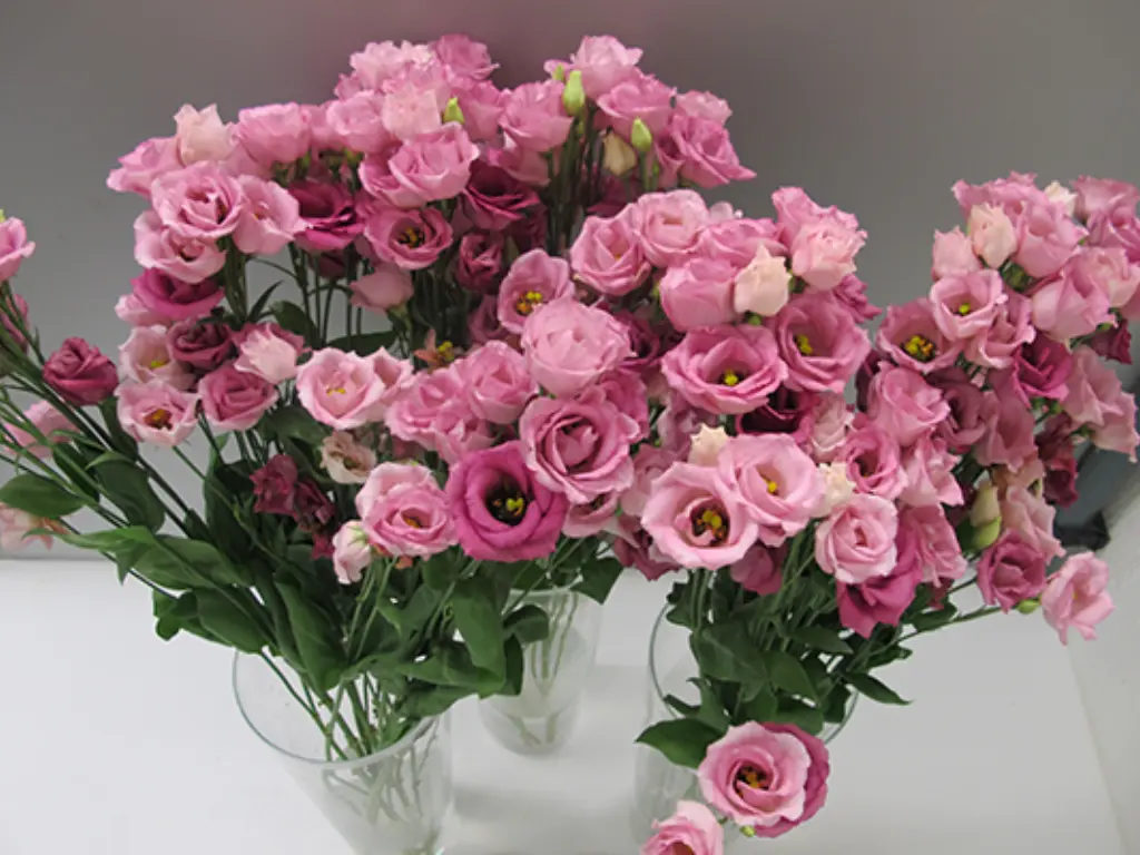 Freshly cut lisianthus flowers arranged in clear glass vases for display.