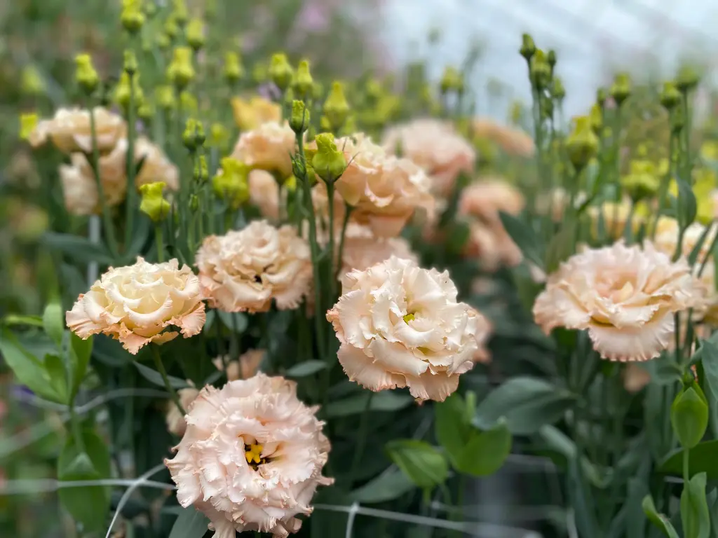 Creamy peach-colored lisianthus flowers in full bloom with lush green foliage.