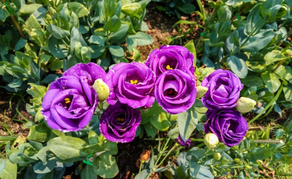 Lisianthus Care 101: Expert Tips for Gorgeous Blooms