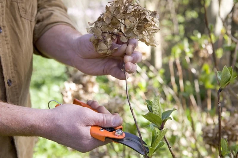 pruning hydrangeas