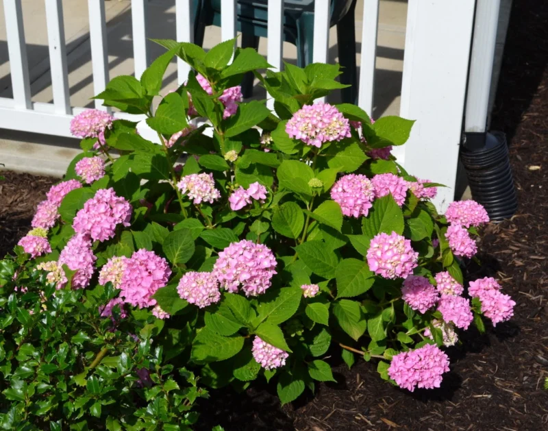 when to prune hydrangeas