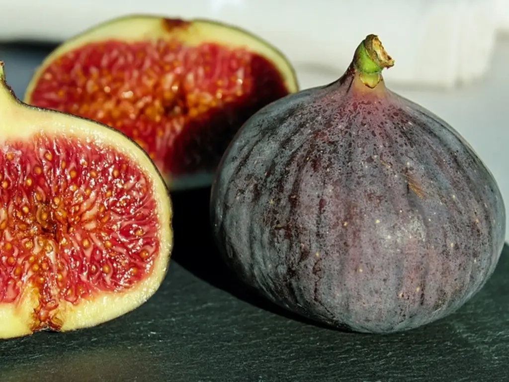 black jack fig trees