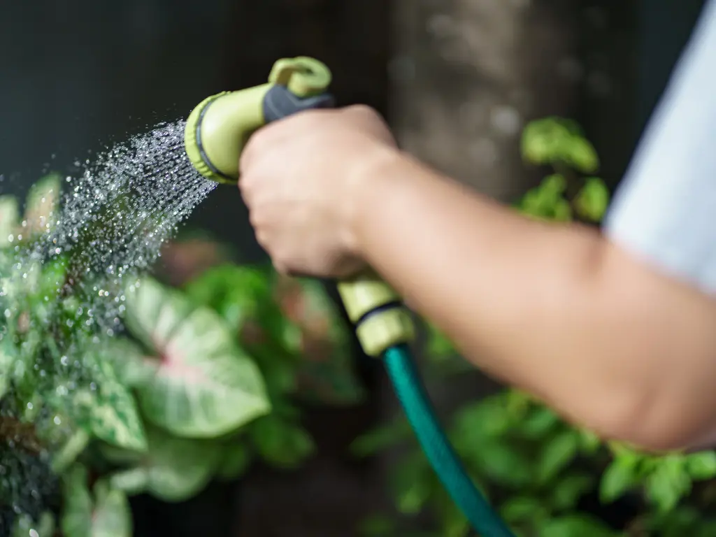 watering tips for July's garden