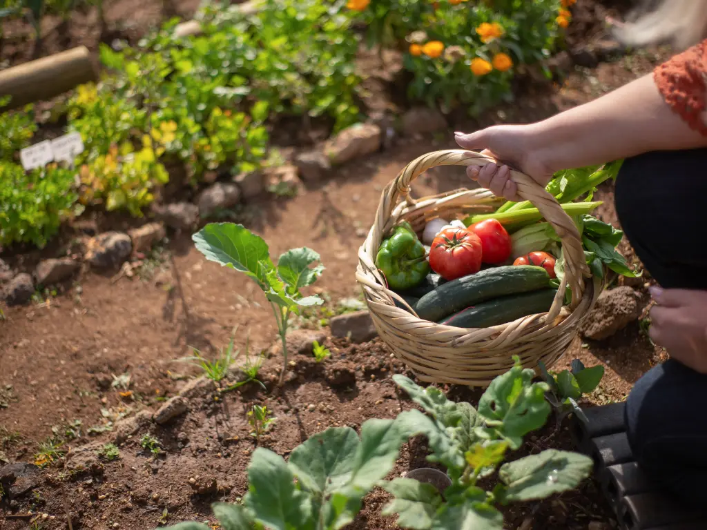 July Gardening tips for vegetables