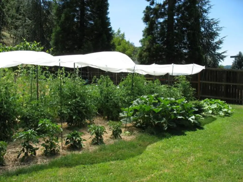 Shade Solutions for Your Garden