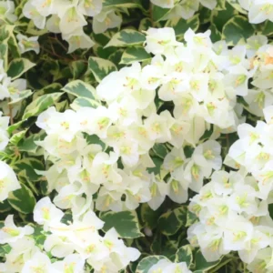 Bougainvillea Vine Plants - 3 Pack - Outdoor Landscaping Climbing Vines - 4-7 Inch - Well-Rooted