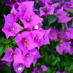 Bougainvillea Vine Plants - 3 Pack - Outdoor Landscaping Climbing Vines - 4-7 Inch - Well-Rooted