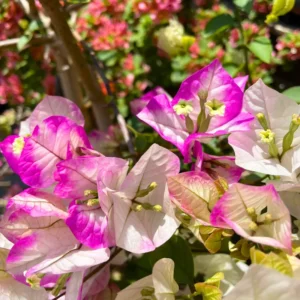 Bougainvillea Vine Plants - 3 Pack - Outdoor Landscaping Climbing Vines - 4-7 Inch - Well-Rooted