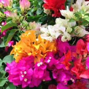 Bougainvillea Vine Plants - 3 Pack - Outdoor Landscaping Climbing Vines - 4-7 Inch - Well-Rooted