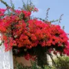 Bougainvillea Vine Plants - 3 Pack - Outdoor Landscaping Climbing Vines - 4-7 Inch - Well-Rooted