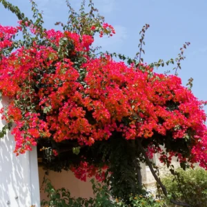 Bougainvillea Vine Plants - 3 Pack - Outdoor Landscaping Climbing Vines - 4-7 Inch - Well-Rooted
