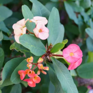 Crown of Thorns Plant - Live Euphorbia Milii, 4-7" Tall, Blooming Succulent