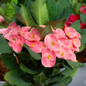 Crown of Thorns Plant - Live Euphorbia Milii, 4-7