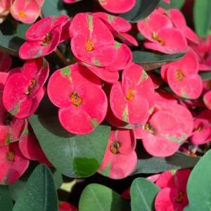 Crown of Thorns Plant - Live Euphorbia Milii, 4-7