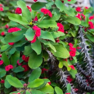 Crown of Thorns Plant - Live Euphorbia Milii, 4-7" Tall, Blooming Succulent