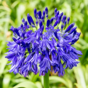 Agapanthus Lily of the Nile Plants - Perennial, Garden Borders, 5-9 Inch