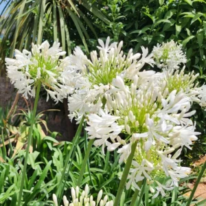 Agapanthus Lily of the Nile Plants - Perennial, Garden Borders, 5-9 Inch