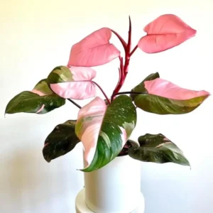 Pink Princess Philodendron Live Plant 4-9" Rare Variegated Indoor Houseplant