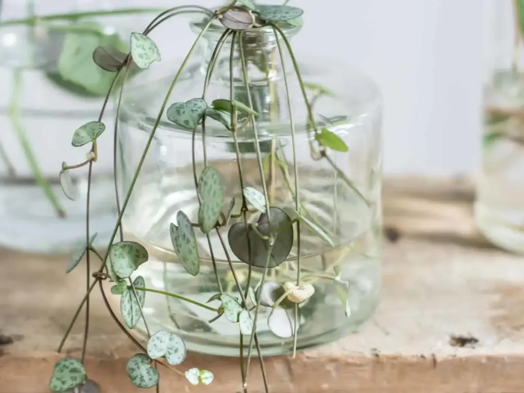 Propagate String of Hearts in water