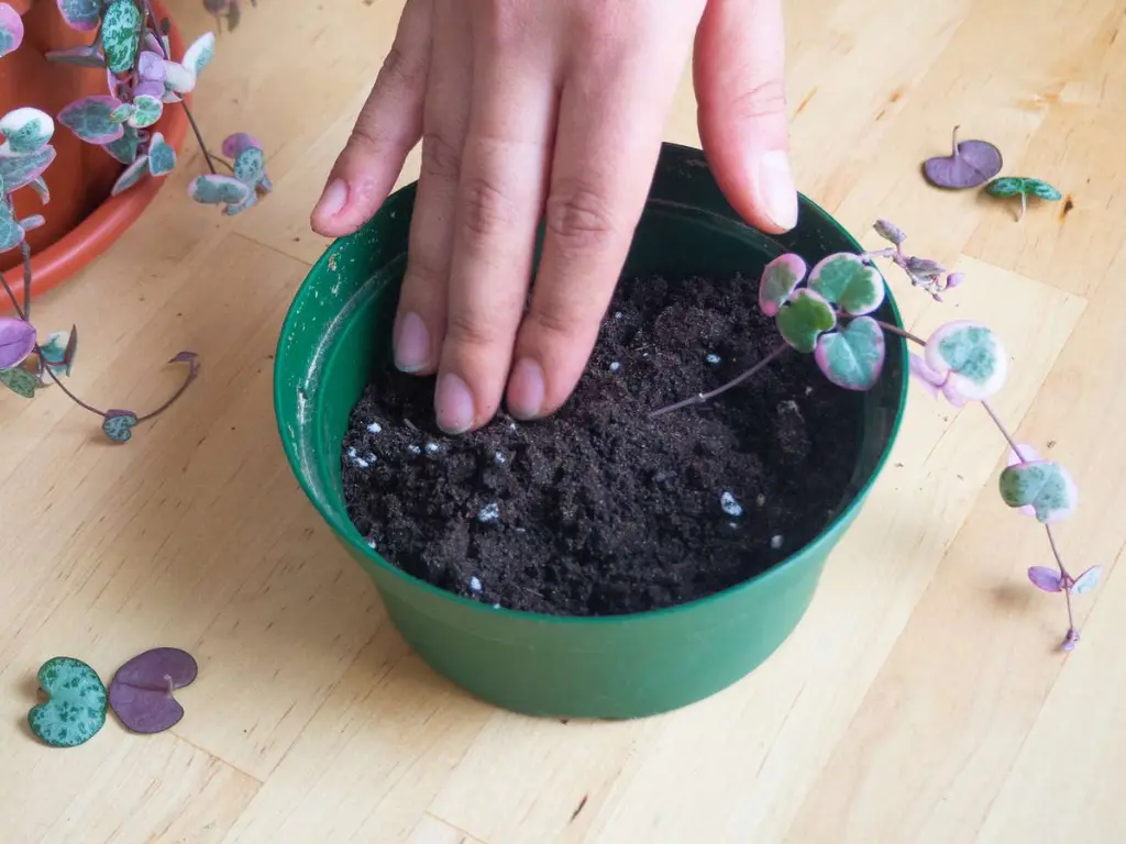 Propagate String of Hearts in soil
