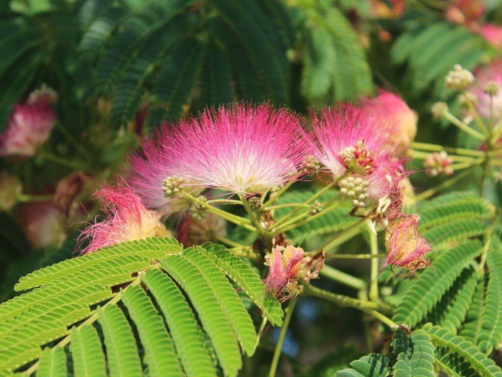 Close-up of Persian Silk Tree pink fluffy flowers blooming among green leaves