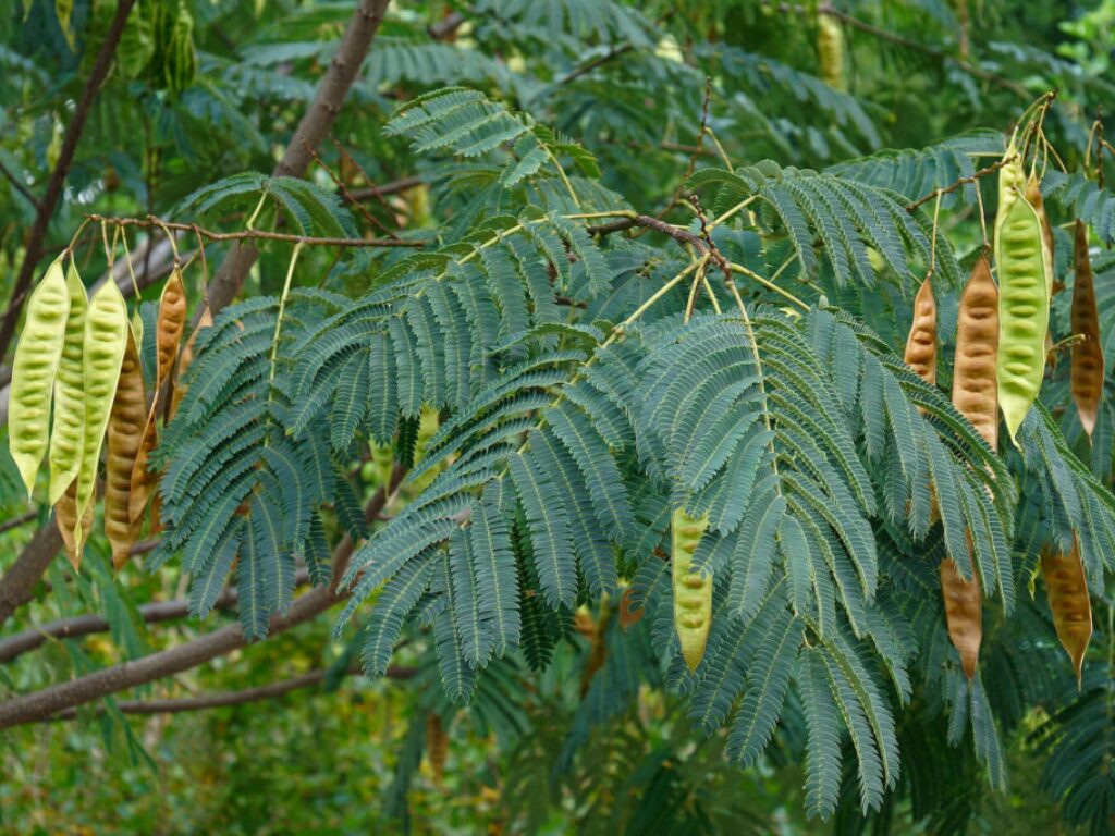 Persian Silk Tree branches with mature seed pods turning brown and green