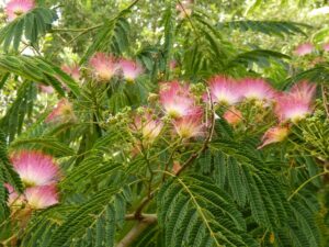 Cluster of Persian Silk Tree pink flowers and fern-like green foliage in full bloom