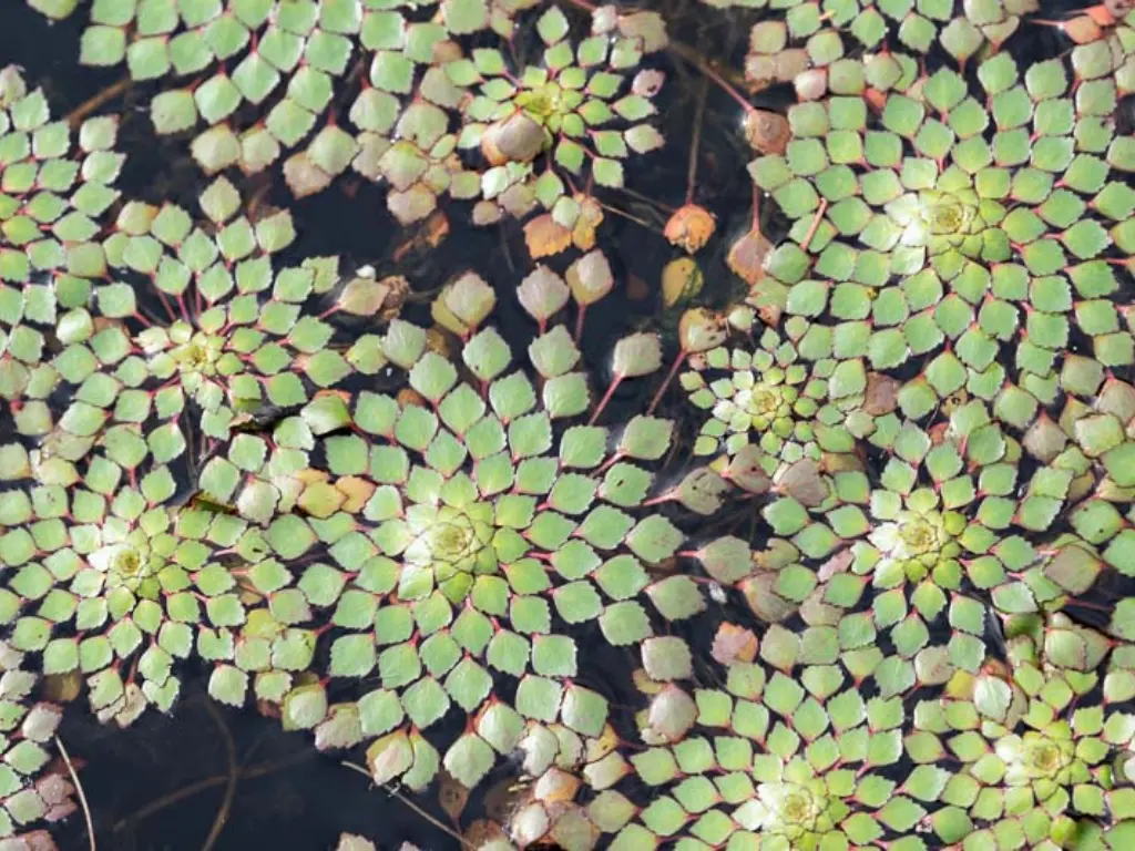 Mosaic Plant, with diamond-shaped leaves form striking rosettes that float on the water surface