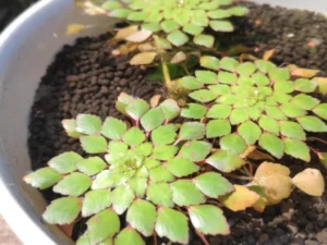 growing Mosaic Plant (Ludwigia sedioides)