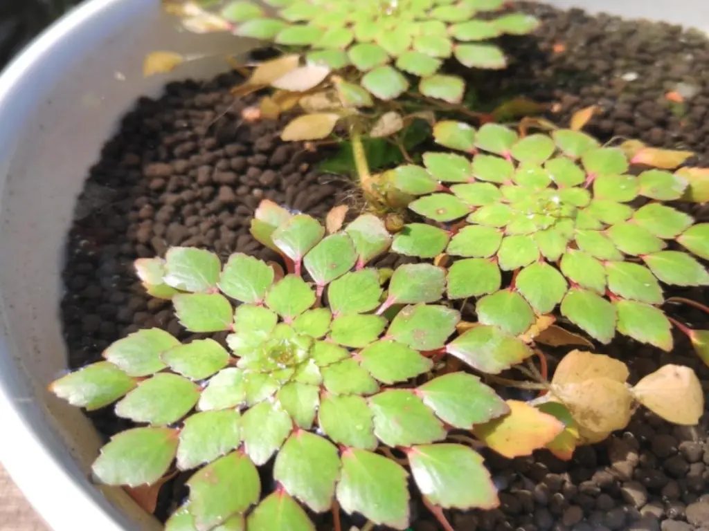growing Mosaic Plant (Ludwigia sedioides)