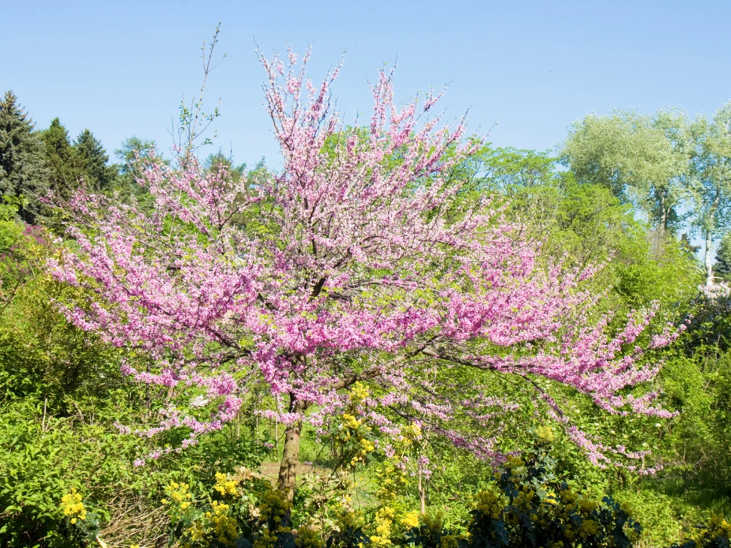A blooming Eastern Redbud tree with vibrant pink flowers, perfect for beginner gardeners seeking early spring color.