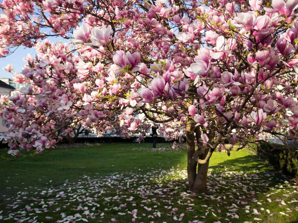 A Saucer Magnolia tree in full bloom with pink and white flowers, ideal for beginners looking for an eye-catching spring tree.