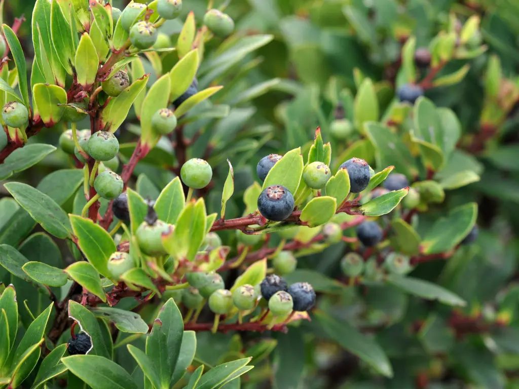 How to Grow Huckleberry Shrubs – Tart Berries You Can Eat in Late Summer