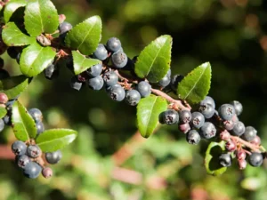 Clusters of dark blue to black huckleberries hanging from branches with thick green leaves.