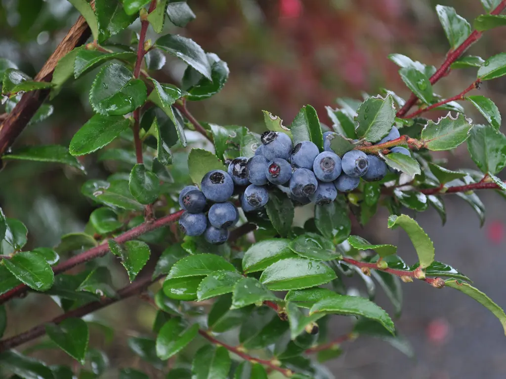 Wet huckleberries on a branch after rainfall, surrounded by vibrant green foliage.