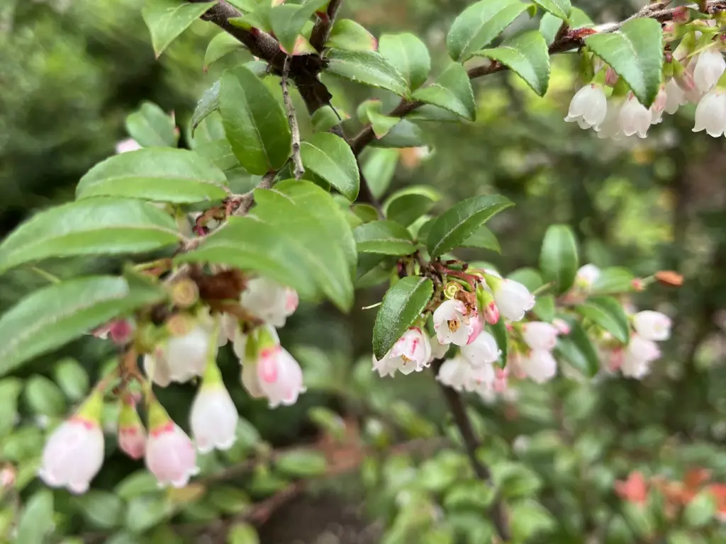 Close-up of small white and pink bell-shaped huckleberry flowers blooming in spring.