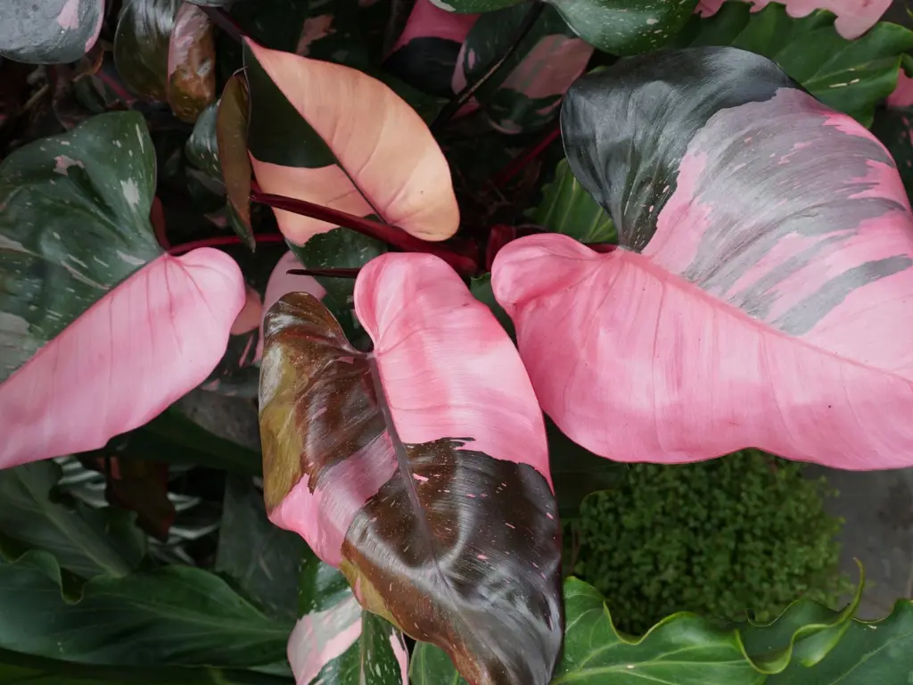 Pink Princess Philodendrons