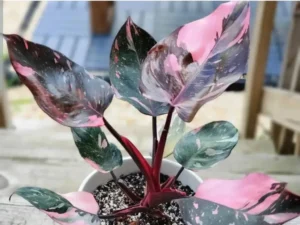 Pink Princess Philodendrons care