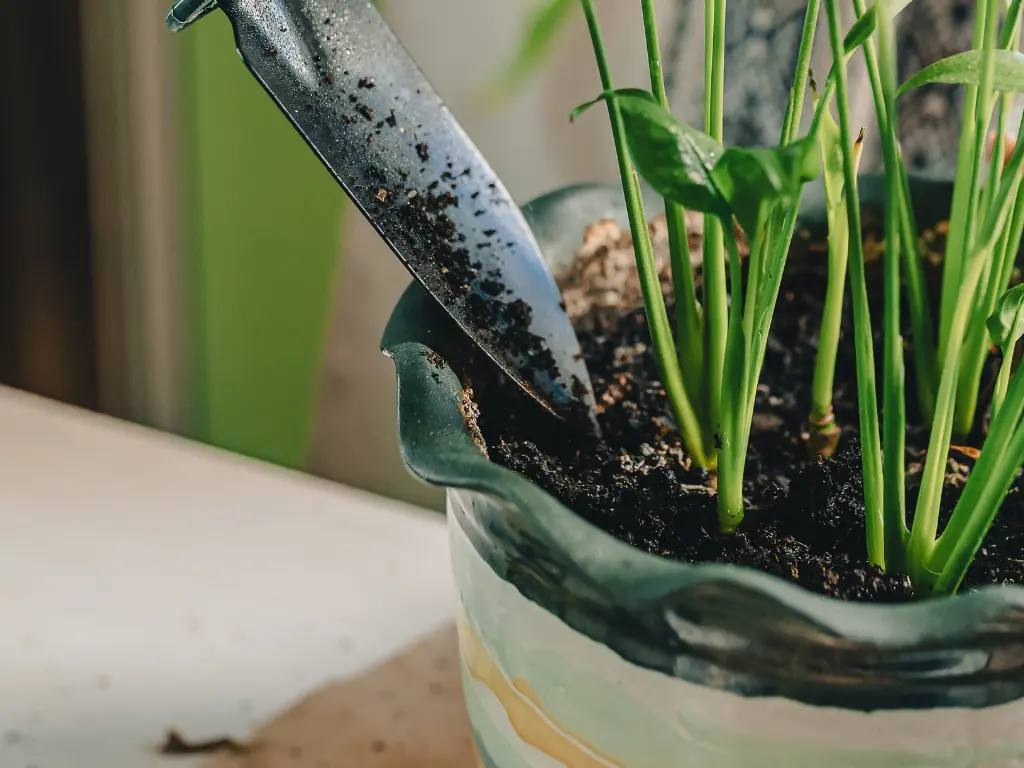 Pot with green foliage and garden trowel applying soil, representing plant care and feeding.