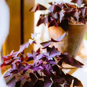 Oxalis Triangularis Plant Live Purple Shamrock Houseplant 5-8 Inch Indoor Foliage