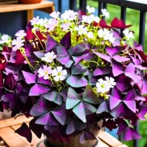 Oxalis Triangularis Plant Live Purple Shamrock Houseplant 5-8 Inch Indoor Foliage