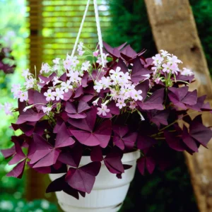 Oxalis Triangularis Plant Live Purple Shamrock Houseplant 5-8 Inch Indoor Foliage