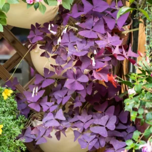 Oxalis Triangularis Plant Live Purple Shamrock Houseplant 5-8 Inch Indoor Foliage