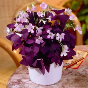 Oxalis Triangularis Purple Shamrock Live Plant 4-9 Inch Indoor Houseplant