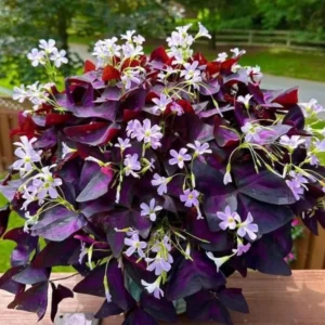 Oxalis Triangularis Purple Shamrock Live Plant 4-9 Inch Indoor Houseplant